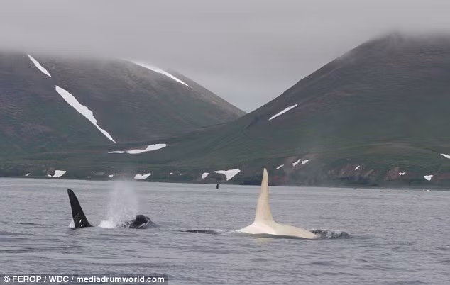 “Đây là lần đầu tiên chúng tôi chứng kiến một con cá voi sát thủ bạch tạng toàn phần. Iceberg thực sự rất đẹp”, nhà nghiên cứu người Mỹ Erich Hoyt nói. (Nguồn: Daily Mail)