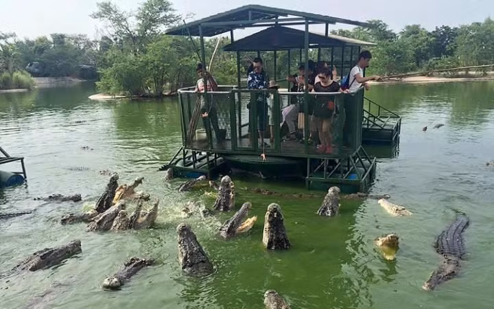Du khách Trung Quốc đứng trên bè sắt, cho cá sấu ăn thịt tại một trang trại ở Thái Lan. (Nguồn:Telegraph)