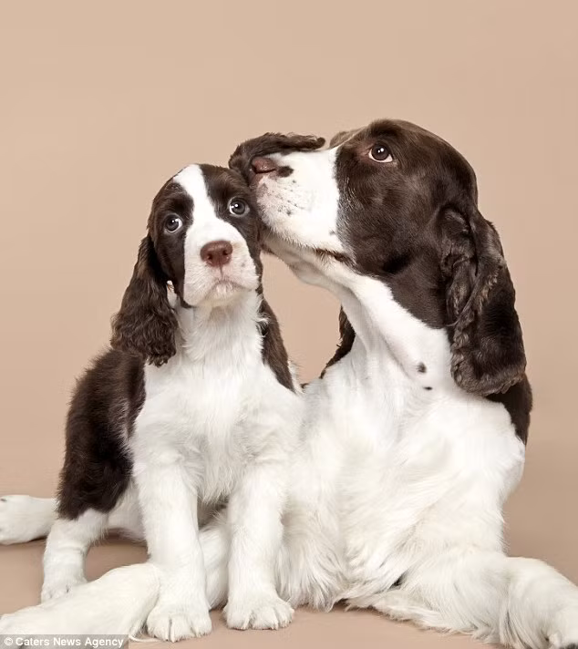 Con chó mẹ thể hiện tình cảm âu yếm với con của nó.