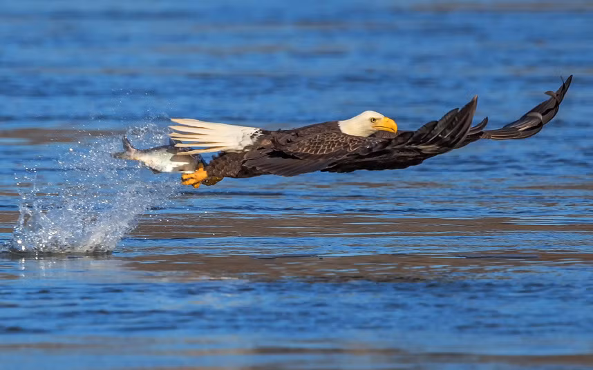 Đại bàng bắt cá dưới sông ở thành phố Conowingo, bang Maryland, Mỹ.