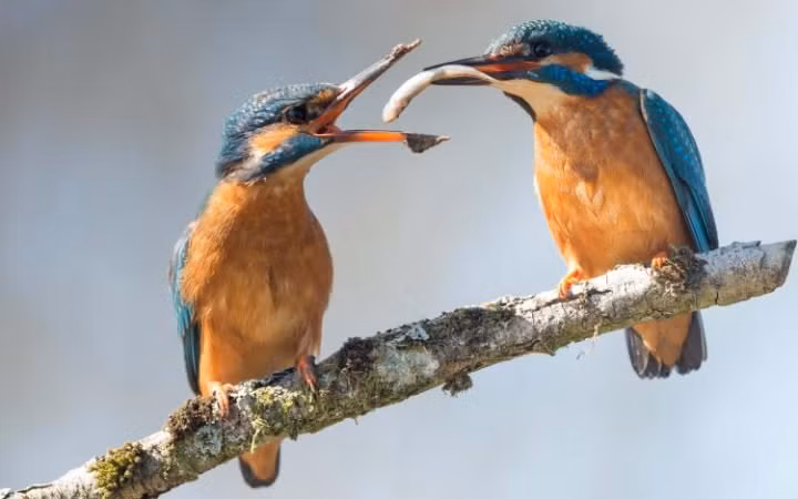  Ảnh động vật tuần ấn tượng cho thấy cảnh chim bói cá trống trao mồi cho con mái trong mùa sinh sản ở Galloway, Scotland. (Nguồn: Telegraph)