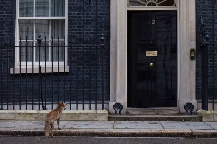 Cáo đứng trước cửa nhà số 10 phố Downing ở London, Anh. (Nguồn: Telegraph)