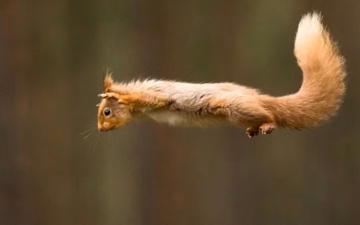 Nhiếp ảnh gia Andy Howard ghi lại cảnh tượng sóc đỏ nhảy lên trên không thể bắt hạt ở Cairngorms, Scotland (Nguồn: Telegraph)