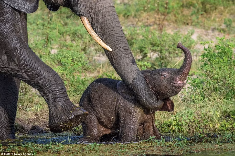 Nhiếp ảnh gia Cooper cho biết: “Voi con mới được vài tuần tuổi, con voi mẹ chăm sóc con rất chu đáo nhằm đảm bảo voi con không gặp nguy hiểm”. (Nguồn: Daily Mail)