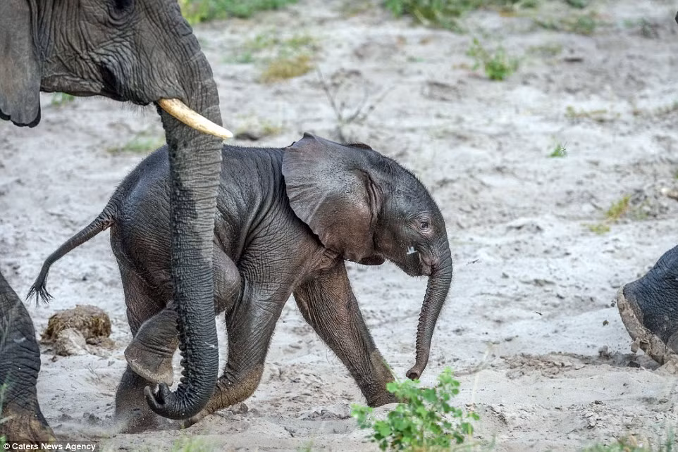 Voi con cùng các thành viên trong đàn voi tiếp tục hành trình trong vườn quốc gia Sông Chobe, Botswana. (Nguồn: Daily Mail)