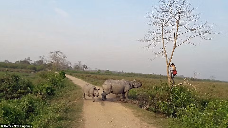 “Người đàn ông dường như rất sợ hãi, anh ta đã kịp trèo lên cây để cứu nguy bản thân", ông Boruah cho biết. (Nguồn: Daily Mail)