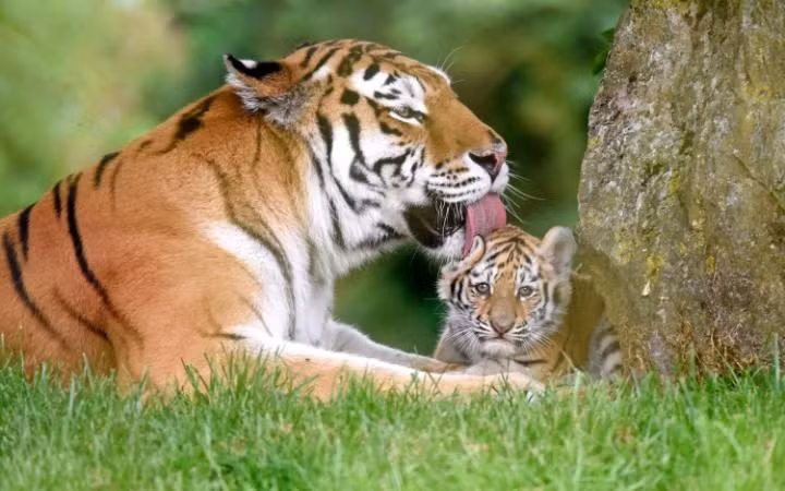 Hổ con được mẹ âu yếm trong vườn thú Marwell gần thành phố Winchester, Anh. (Nguồn: Telegraph)