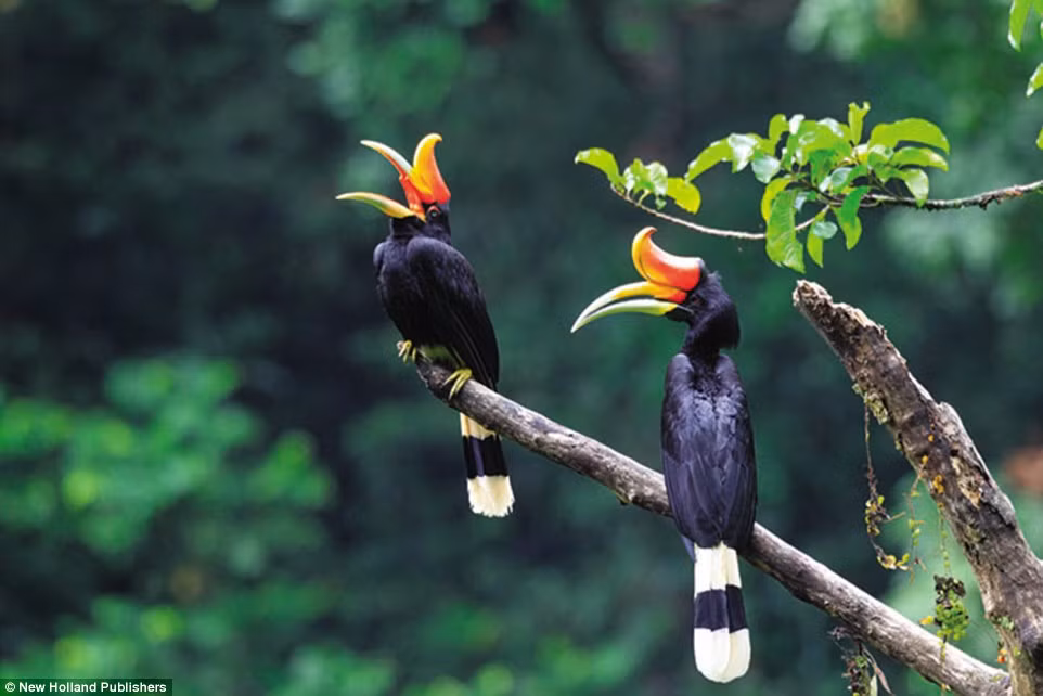 Cặp chim mỏ sừng đậu cạnh nhau trên cành cây trong vườn quốc gia Taman Negara, Malaysia. (Nguồn: Daily Mail)