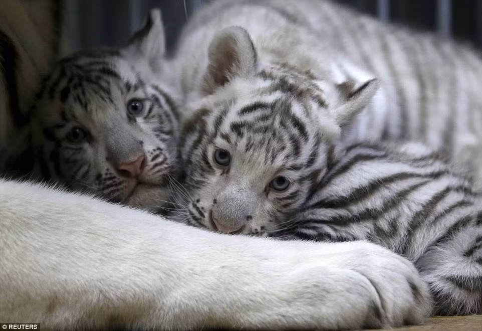 Khuôn mặt đáng yêu của cặp hổ con trắng cực hiếm. (Nguồn: Daily Mail)