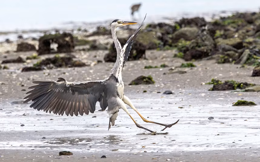 Chim diệc trượt chân ngã khi đáp xuống một bãi biển ở vịnh Walvis, Namibia.