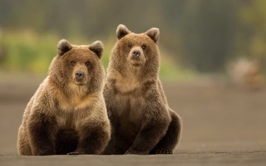 Gấu nâu ngồi nghỉ trong khi săn cá hồi ở Alaska.