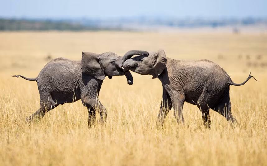 Cặp voi nhỏ cuốn vòi vào nhau trên đồng cỏ trong vườn quốc gia Masai Mara, Kenya.