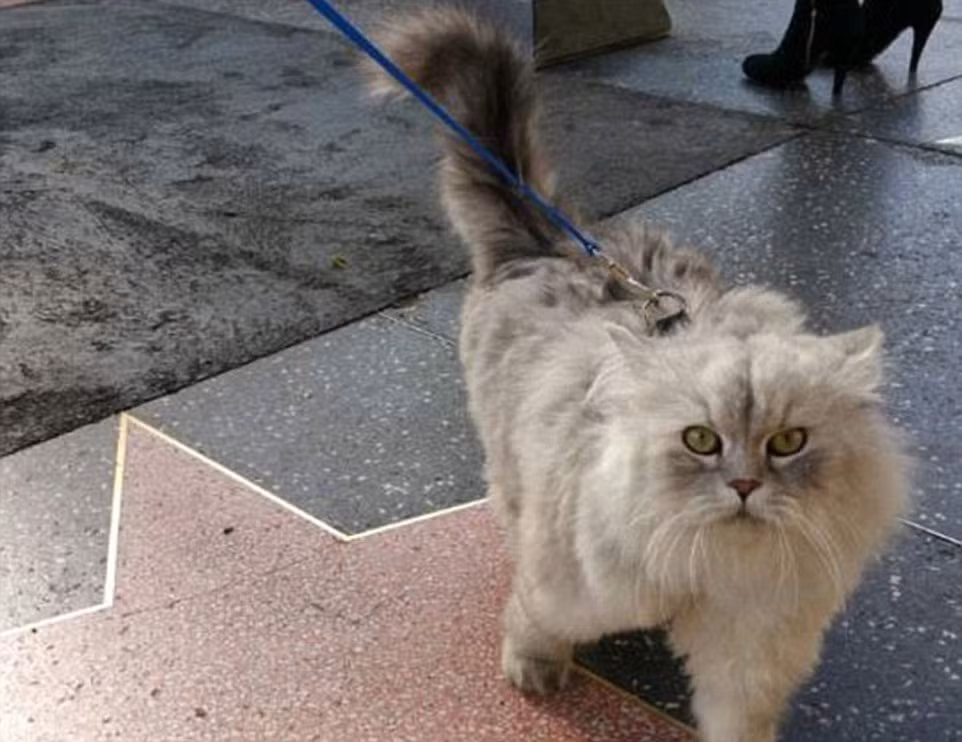 Chú mèo tên Gandalf đến từ Hàn Quốc được chủ dắt đi trên đại lộ Danh vọng ở Hollywood.