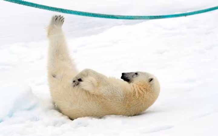 Gấu bắc cực một mình chơi đùa trên tàu đóng băng ở Svalbard, Na Uy. (Nguồn: Guardian)
