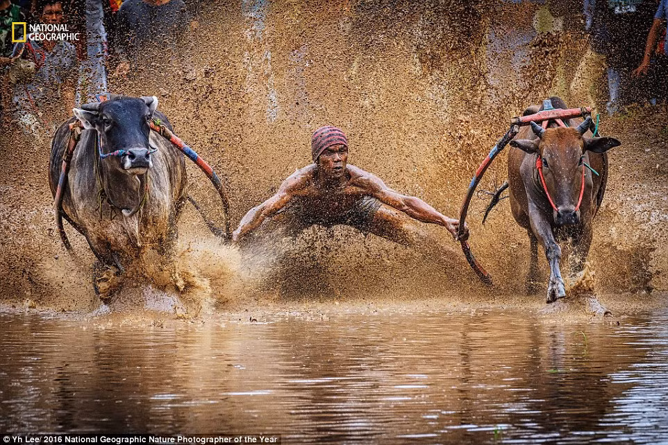 Người nông dân điều khiển hai con bò tham gia cuộc thi đua bò truyền thống ở Pacu Jawi, Indonesia. (Ảnh:Yh Lee)