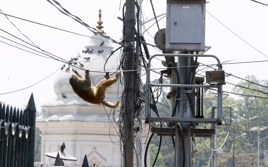 Khỉ leo dây điện trên đường phố bên ngoài ngôi đền Shree Pashupatinath ở thành phố Kathmandu, Nepal. (Nguồn: Telegraph)