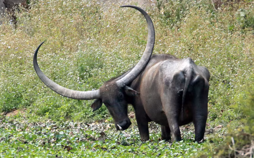 Trâu rừng có đôi sừng khổng lồ trong vườn quốc gia Kaziranga ở Assam, Ấn Độ. (Nguồn: Telegraph)