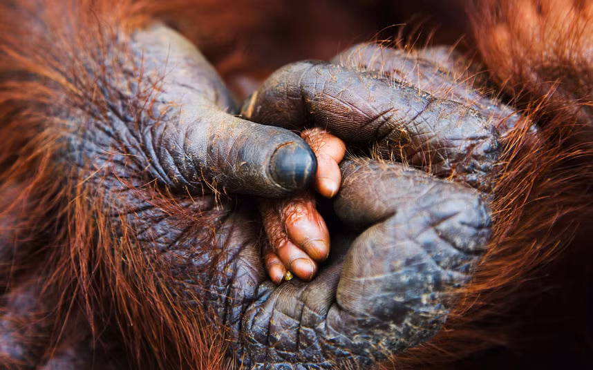 Đười ươi mẹ nắm chặt tay con của nó ở Sumatra, Indonesia. (Nguồn: Telegraph)