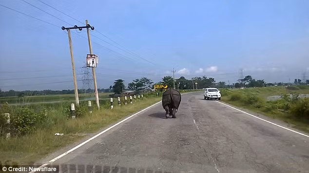 Con tê giác bất ngờ tăng tốc với ý định lao thẳng vào chiếc ô tô màu trắng di chuyển ngược chiều, khiến tài xế hoảng sợ điều khiển xe sát vào lề đường. (Nguồn: Daily Mail)