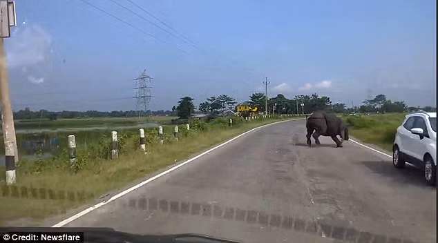 Khi con tê giác lao tới gần xe, tài xế trên chiếc xe màu trắng tăng tốc để tránh cú húc nguy hiểm từ con vật hung dữ. May mắn, nó không đuổi theo chiếc xe màu trắng sau đó. (Nguồn: Daily Mail)