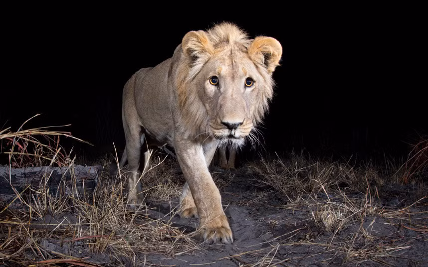 Sư tử tò mò tiếp cận chiếc camera trong đêm tối ở vùng Zambezi, Namibia.