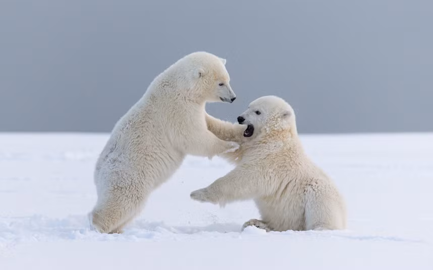 Cặp gấu bắc cực chơi đùa trên tuyết tại đảo Barter ở Alaska, Mỹ.