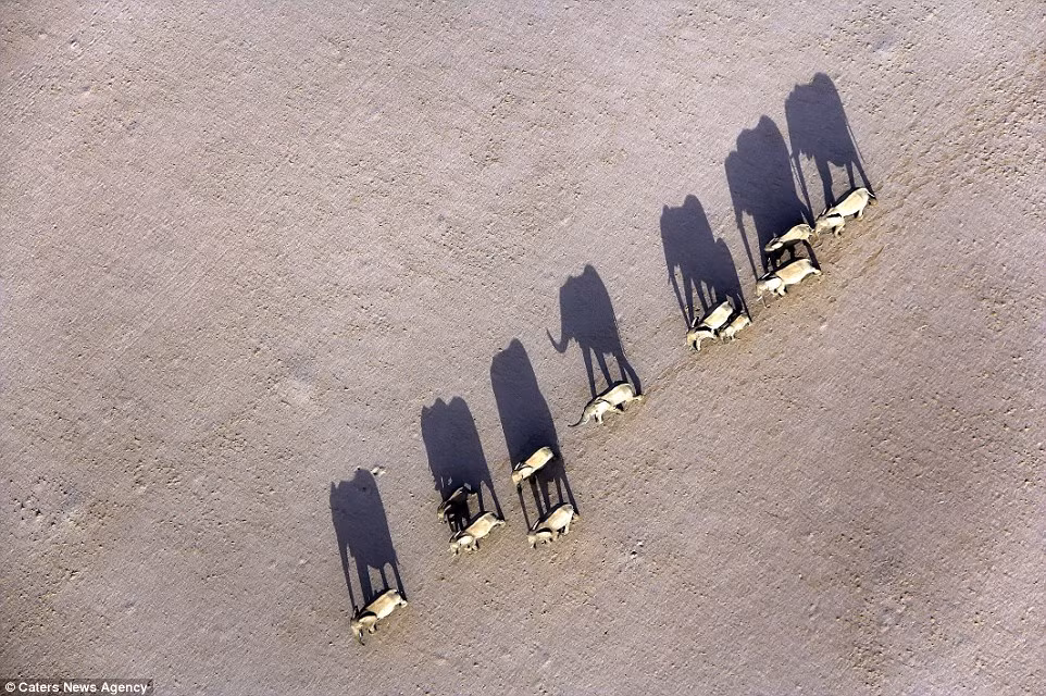 Bức ảnh từ trên cao cho thấy đàn voi “hành quân” qua sa mạc ở Damaraland, Namibia. (Nguồn: Daily Mail)
