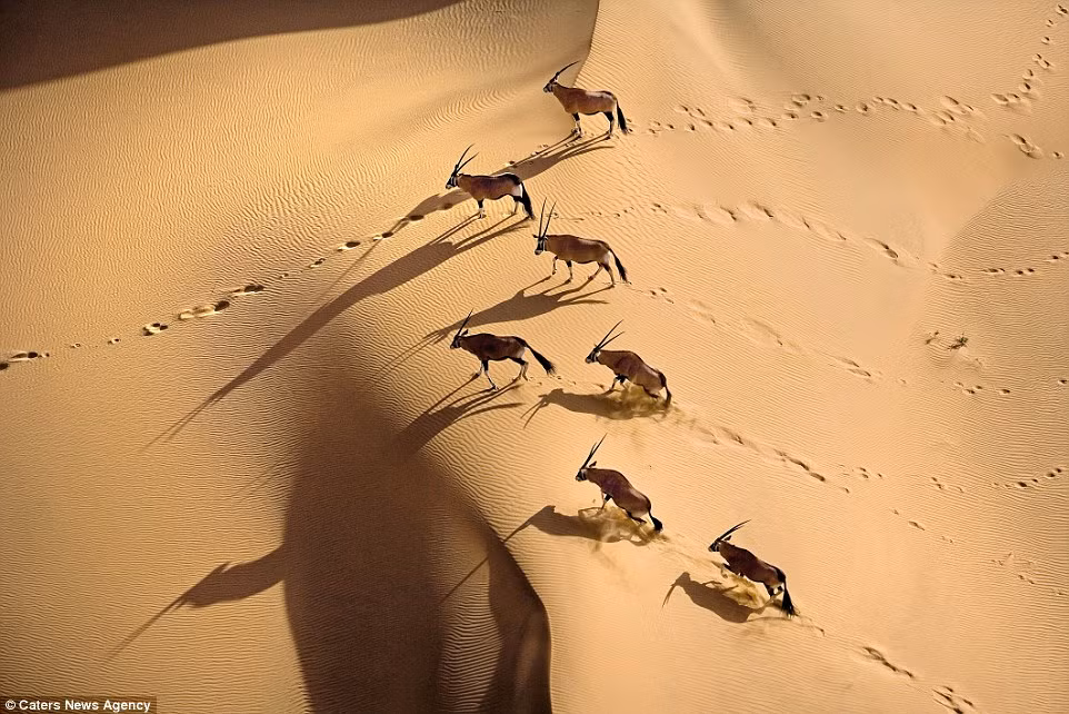Đàn linh dương Nam phi đứng giữa sa mạc mênh mông ở Namibia. (Nguồn: Daily Mail)