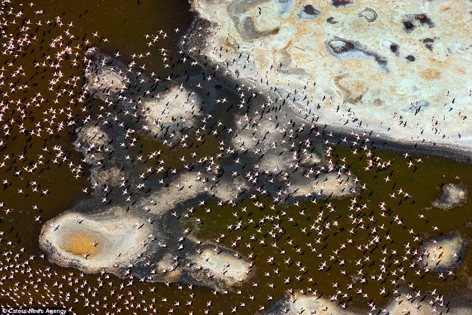 Đàn chim hồng hạc bay trên hồ Bogoria ở Kenya tạo nên khung cảnh đẹp như tranh vẽ. (Nguồn: Daily Mail)