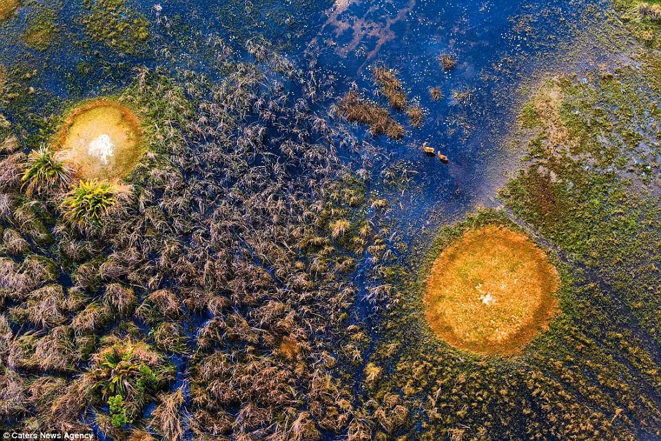 Linh dương đồng cỏ kiếm ăn trong đầm lầy tại vùng đồng bằng Okavango, Botswana. (Nguồn: Daily Mail)