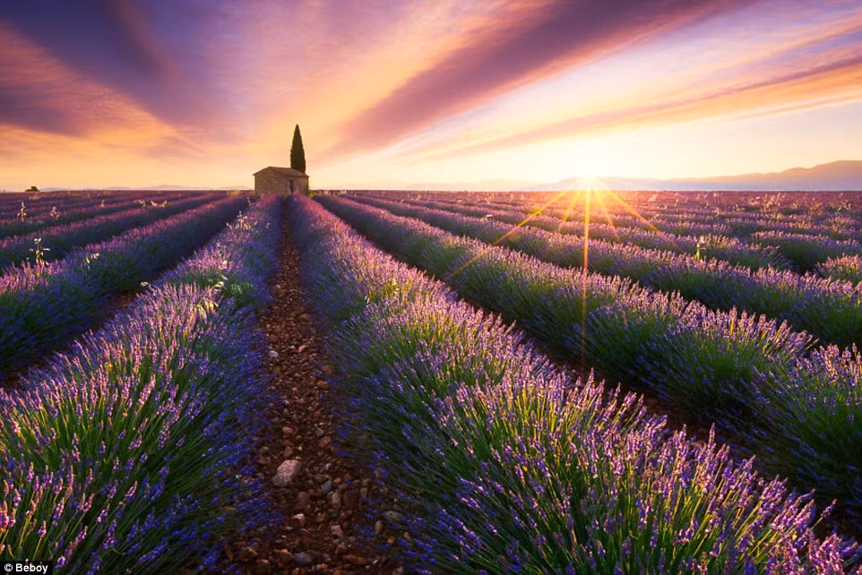 Hoàng hôn bao trùm trên cánh đồng hoa oải hương ở Provence, Pháp. (Nguồn: Daily Mail)