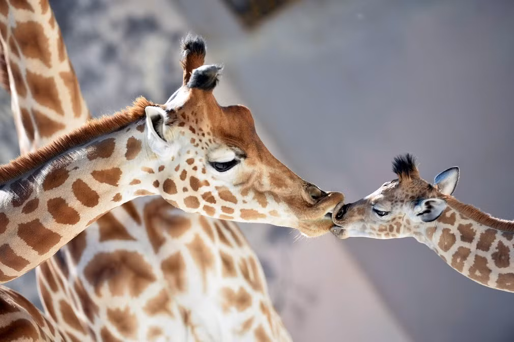 Hai mẹ con hươu cao cổ hôn nhau âu yếm trong vườn thú ở thành phố La Fleche, Pháp.
