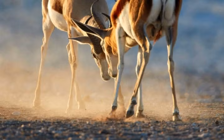 Hai con linh dương quyết chiến lúc bình minh trong vườn quốc gia Etosha, Namibia.
