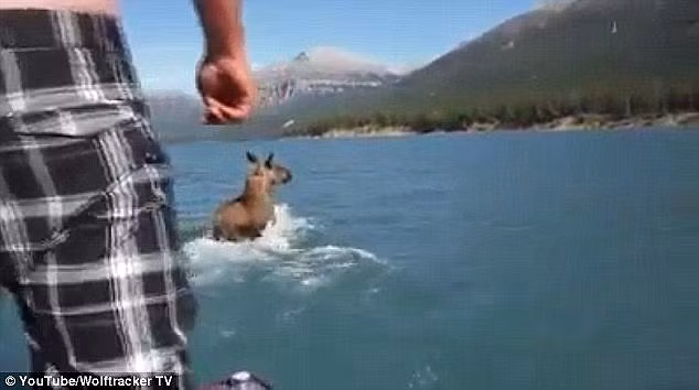 Hai anh chàng Bradley Crook và Jaysun Pinkerton đang du ngoạn bằng thuyền máy trên hồ Tuchodi thuộc bang British Columbia ở Canada, thì phát hiện một con nai sừng tấm đang bơi ở phía trước. Cả hai quyết định cưỡi nai sừng tấm du ngoạn trên sông. (Nguồn: Daily Mail)