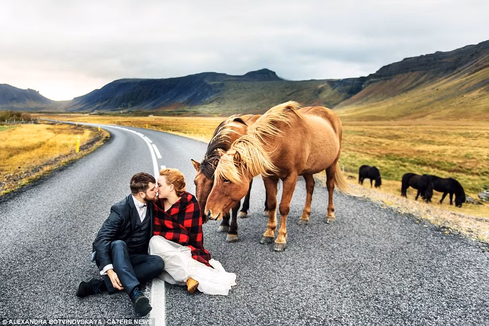 Cặp ngựa tò mò nhìn một cặp uyên ương hôn nhau trên đường ở Vestjurland, Iceland.