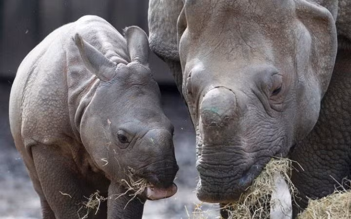 Hai mẹ con tê giác đang ăn cỏ khô trong công viên động vật hoang dã Planckendael ở Mechelen, Bỉ. (Nguồn: Telegraph)