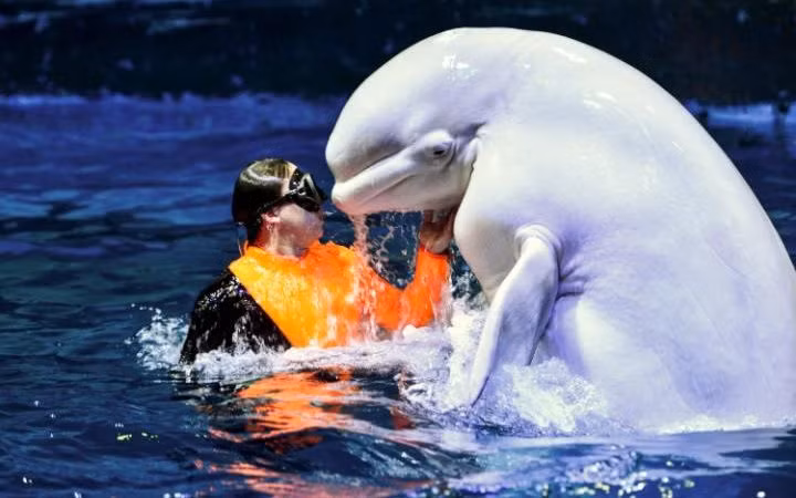 Cá voi Beluga tương tác với người huấn luyện trong công viên hải dương Haichang ở thành phố Thiên Tân, Trung Quốc. (Nguồn: Telegraph)