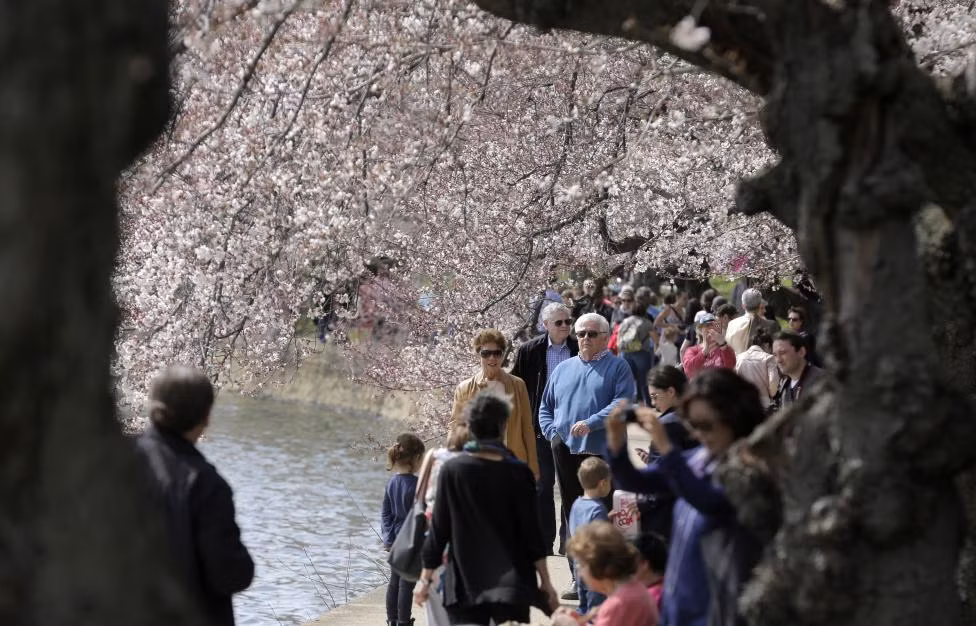 Rất đông du khách tới hồ Tidal Basin để chiêm ngưỡng hoa anh đào nở rộ vào cuối tháng 3 và đầu tháng 4 hàng năm.