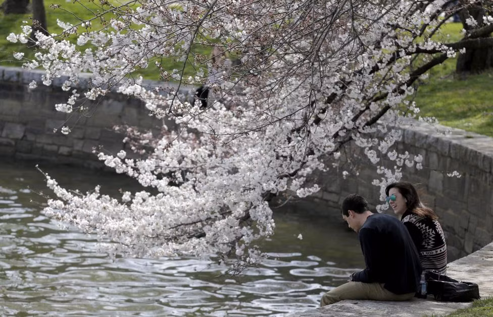 Cặp đôi ngồi tình tứ trên bờ hồ Tidal Basin dưới hoa anh đào.