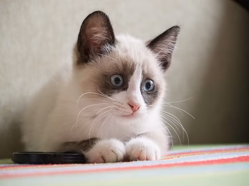 Mèo tất trắng được đặt tên theo đặc trưng của chúng là có lông bàn chân trắng muốt như tuyết. Khác với mèo thường, chúng rất thích nước và bơi lội.