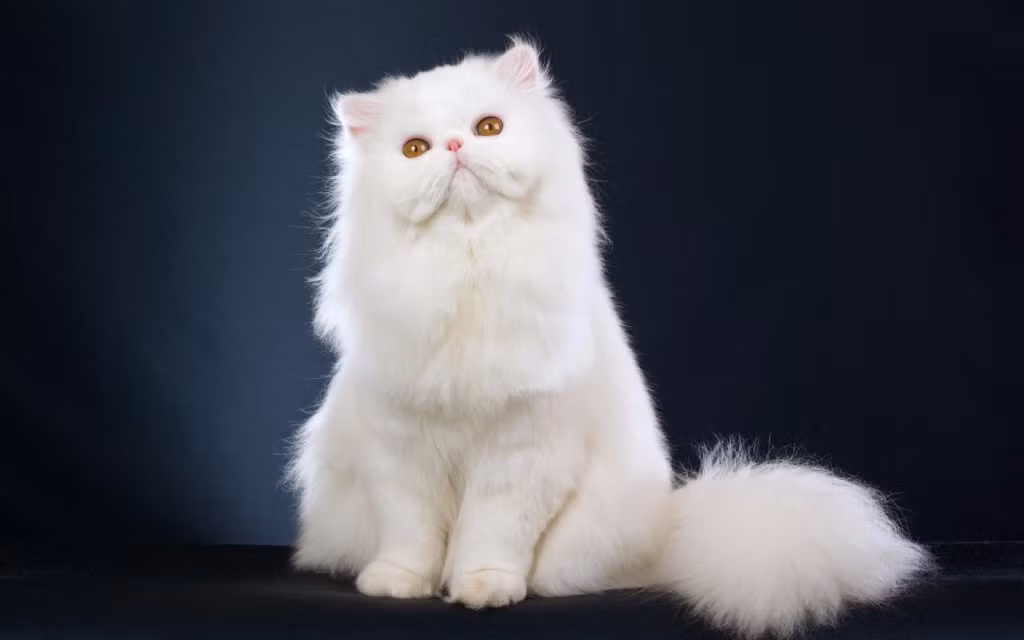 Nhờ có bộ lông trắng muốt như bông, mèo Ba Tư thường được nuôi dưỡng tại những gia đình giàu có. Giống mèo này cũng có mõm ngắn rất đáng yêu.