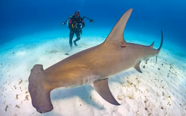 Thợ lặn mạo hiểm bơi cùng cá mập đầu búa ở ngoài khơi South Bimini, Bahamas. (Nguồn: Guardian)