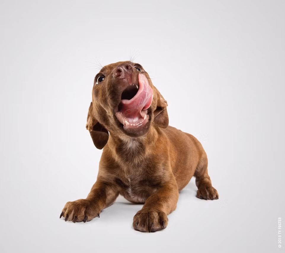 Động tác liếm môi của cún cưng tên Lola khiến người xem không thể không thốt lên tán thưởng. (Nguồn: Daily Mail)
