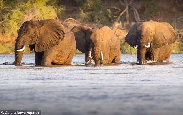 Đàn voi bắt đầu vượt qua sông Zambezi để sang khu trồng chuối ở bên kia bờ nhưng không ngờ phải đối mặt những con hà mã hung dữ.