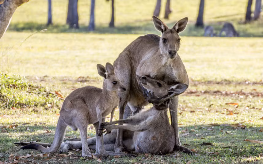  Ảnh động vật tuần ấn tượng do nhiếp ảnh gia Evan Switzer ghi lại cảnh tượng kangaroo mẹ cố gắng ôm con lần cuối trước khi chết tại thị trấn River Heads ở bang Queensland, Australia.