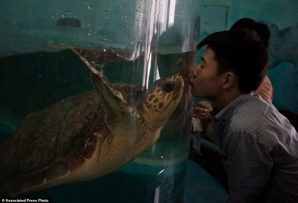 Một người đàn ông phấn khích hôn rùa qua thành bể kính trong vườn thú ở thành phố Bình Nhưỡng.