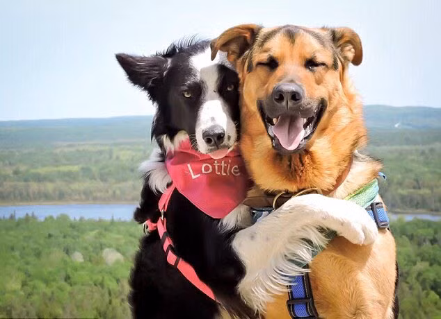 Cặp chó đáng yêu có tên là Lottie (trái) và Grizzly ôm nhau rất tình cảm.