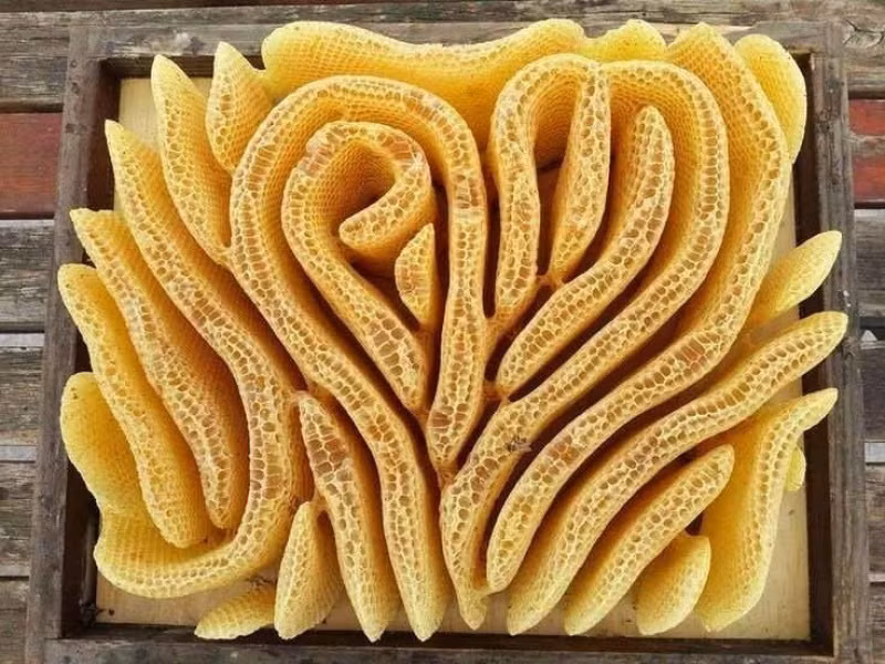 Tổ ong mật.