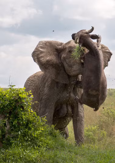 Voi dùng ngà hất tung một con trâu nặng 500 kg lên không trung trong vườn quốc gia Masai Mara, Kenya.