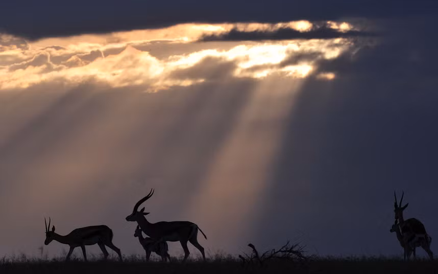 Đàn linh dương đi trên đồng cỏ lúc hoàng hôn trong trung tâm nghiên cứu động vật hoang dã Mpala, Kenya.